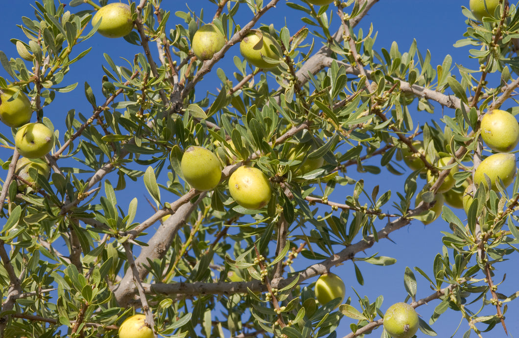 Argan Oil