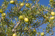 Argan Oil