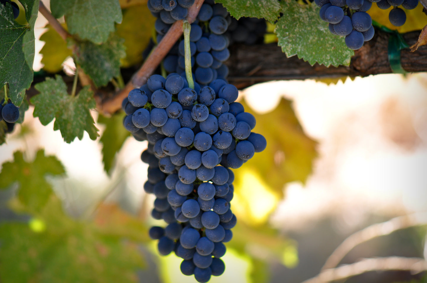 Grapeseed Oil
