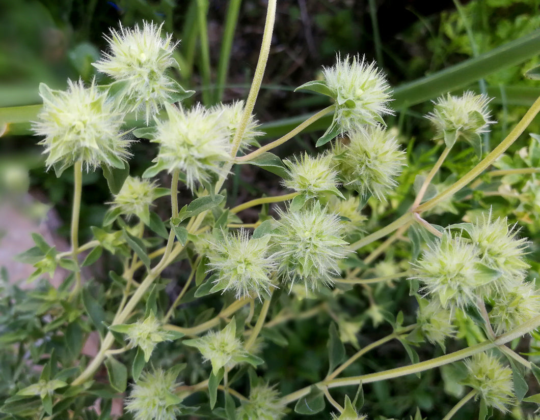 Marjoram cineole