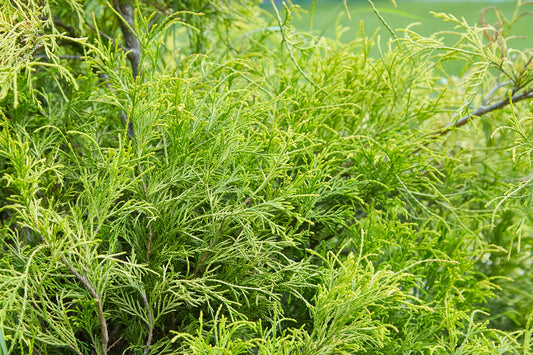 Thuja Orientalis