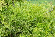 Thuja Orientalis