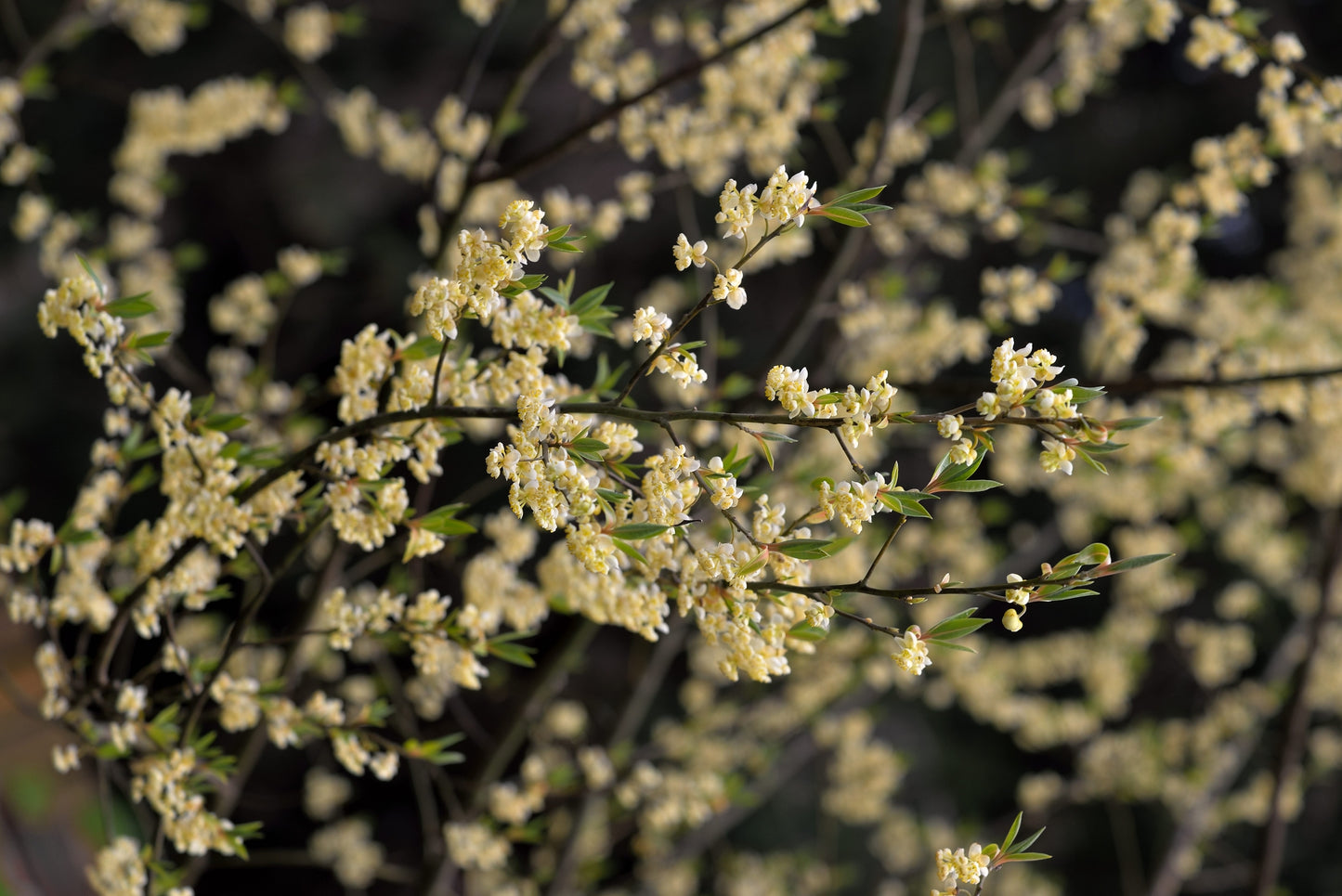 Litsea Cubeba (May Chang)