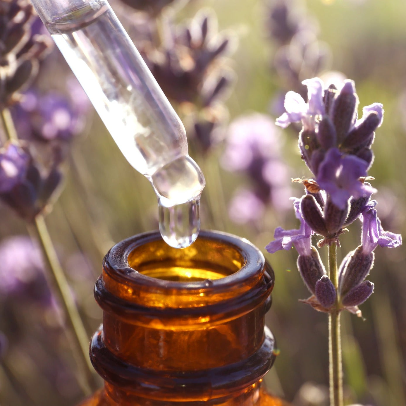 Wisdom of the Earth Aromatherapy Certification Course, Online - TBD