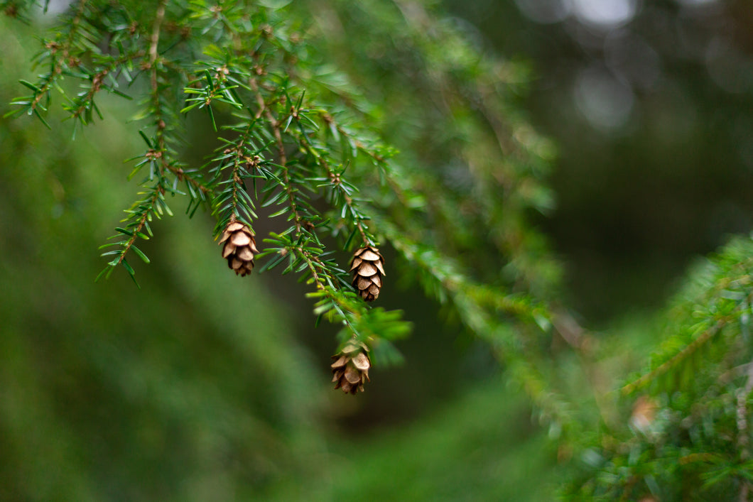 Fir, Eastern Hemlock
