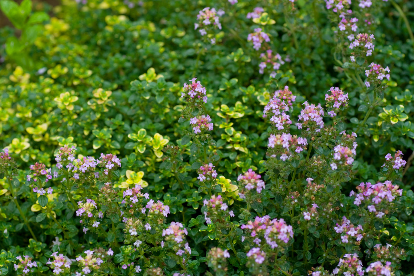 Thyme, Thujanol
