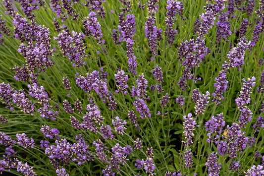 Royal Velvet Lavender hydrolat/hydrosol
