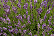 Royal Velvet Lavender hydrolat/hydrosol
