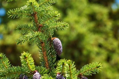 Spruce, black
