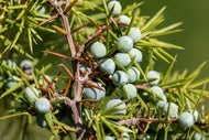 Juniper Berry - Highland - Nepal
