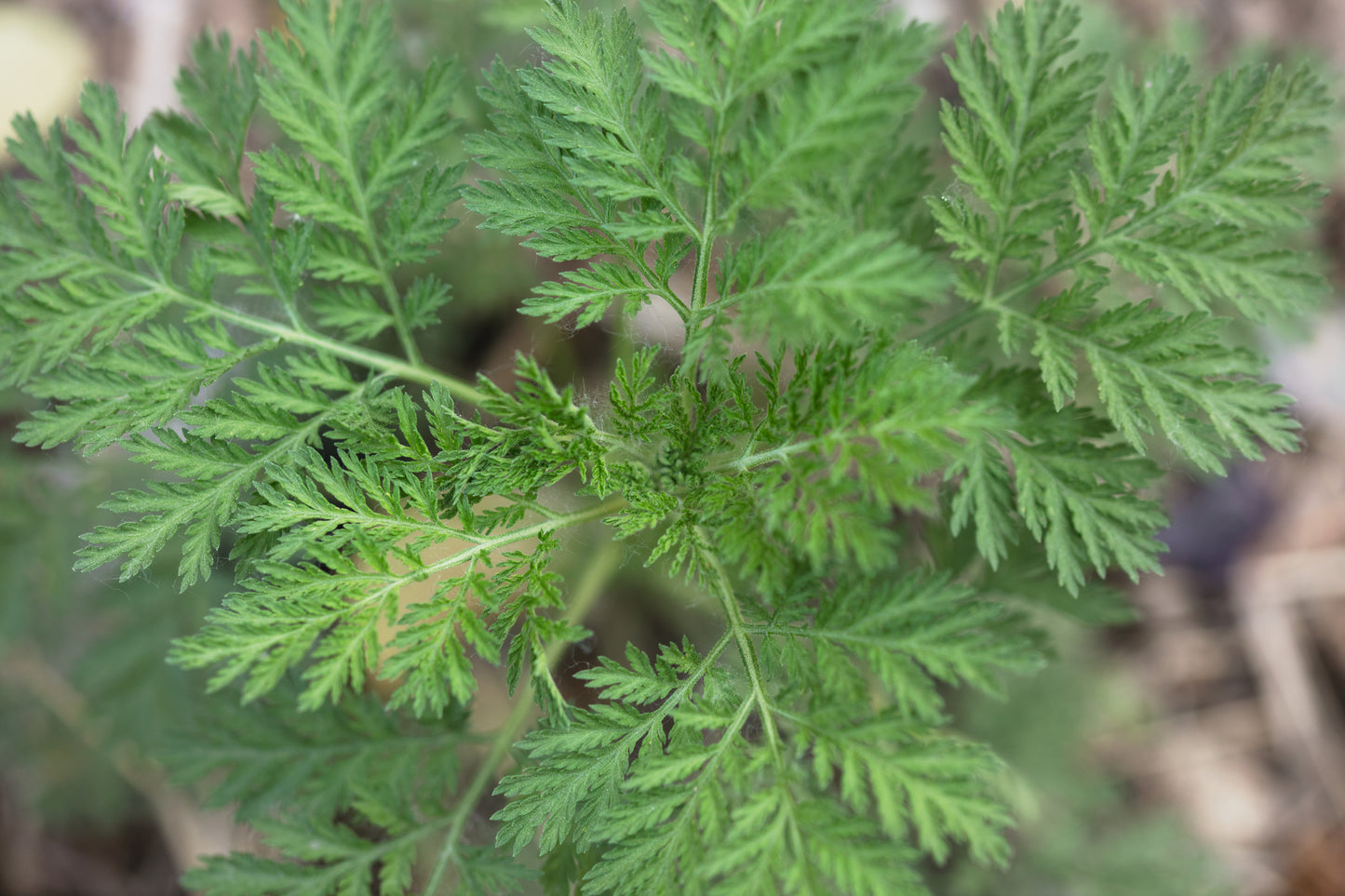 Artemisia annua "Sweet Annie"