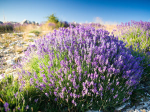 Lavender, Highland 1400