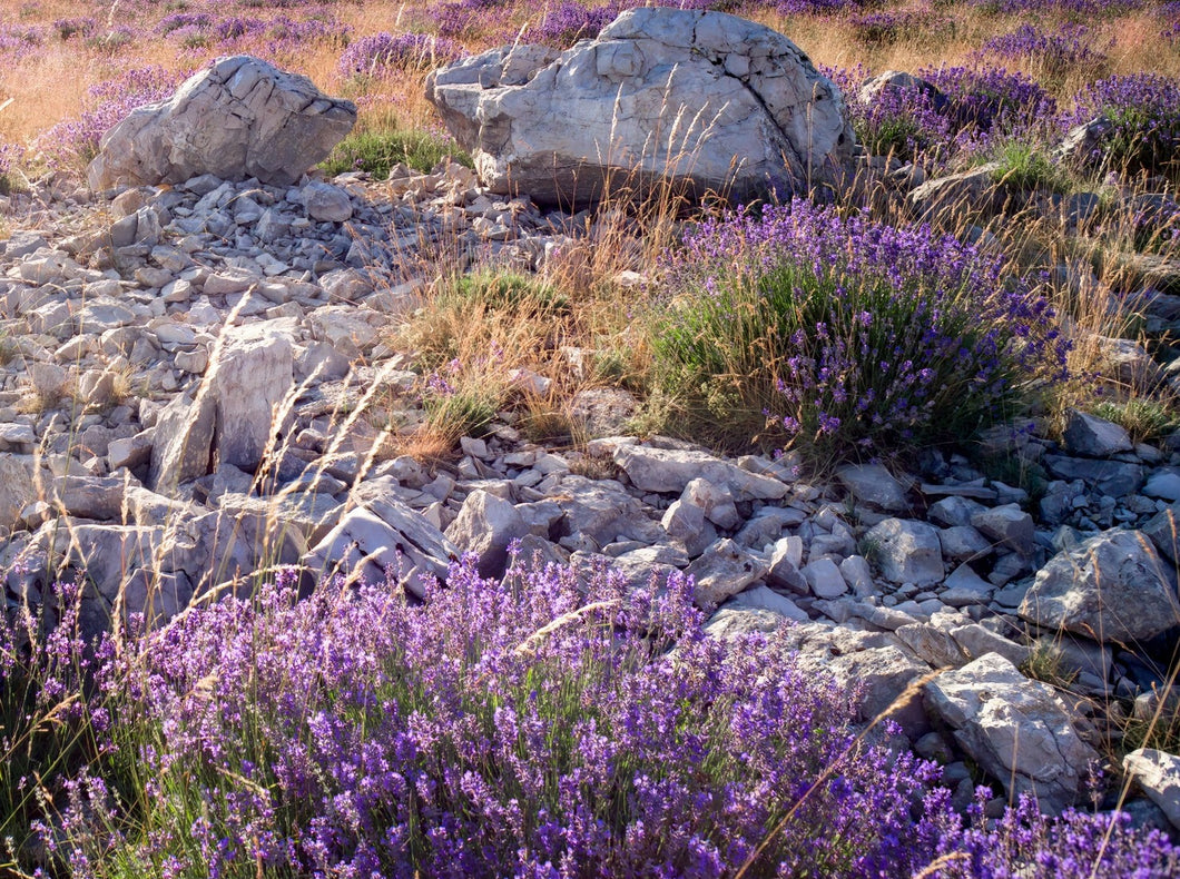 Lavender, Highland 1600