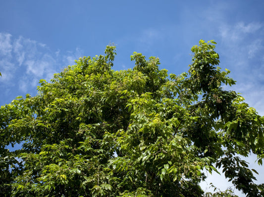 Elemi