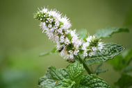 Cornmint