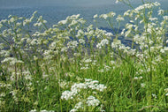 Blue Yarrow Hydrolat