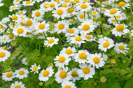 Feverfew