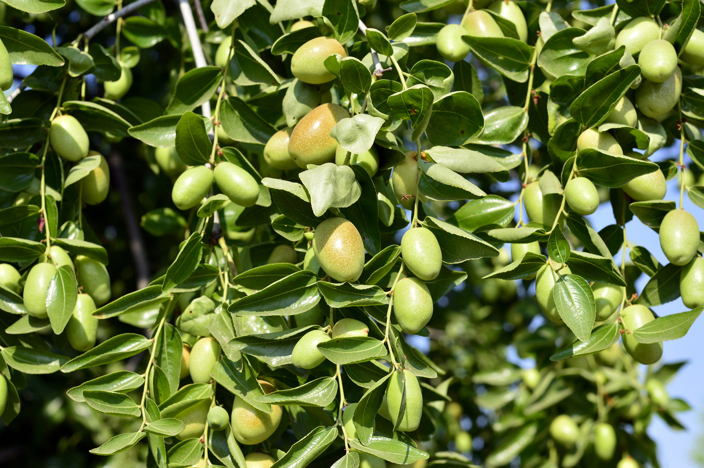 Jojoba