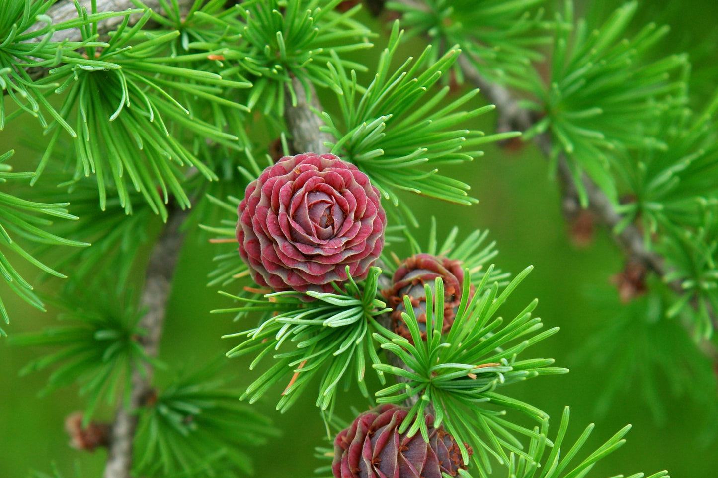Tamarack