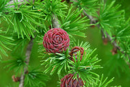 Tamarack