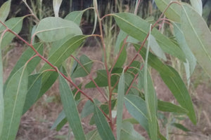 Eucalyptus, True