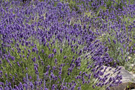 Leonardo's Lavender