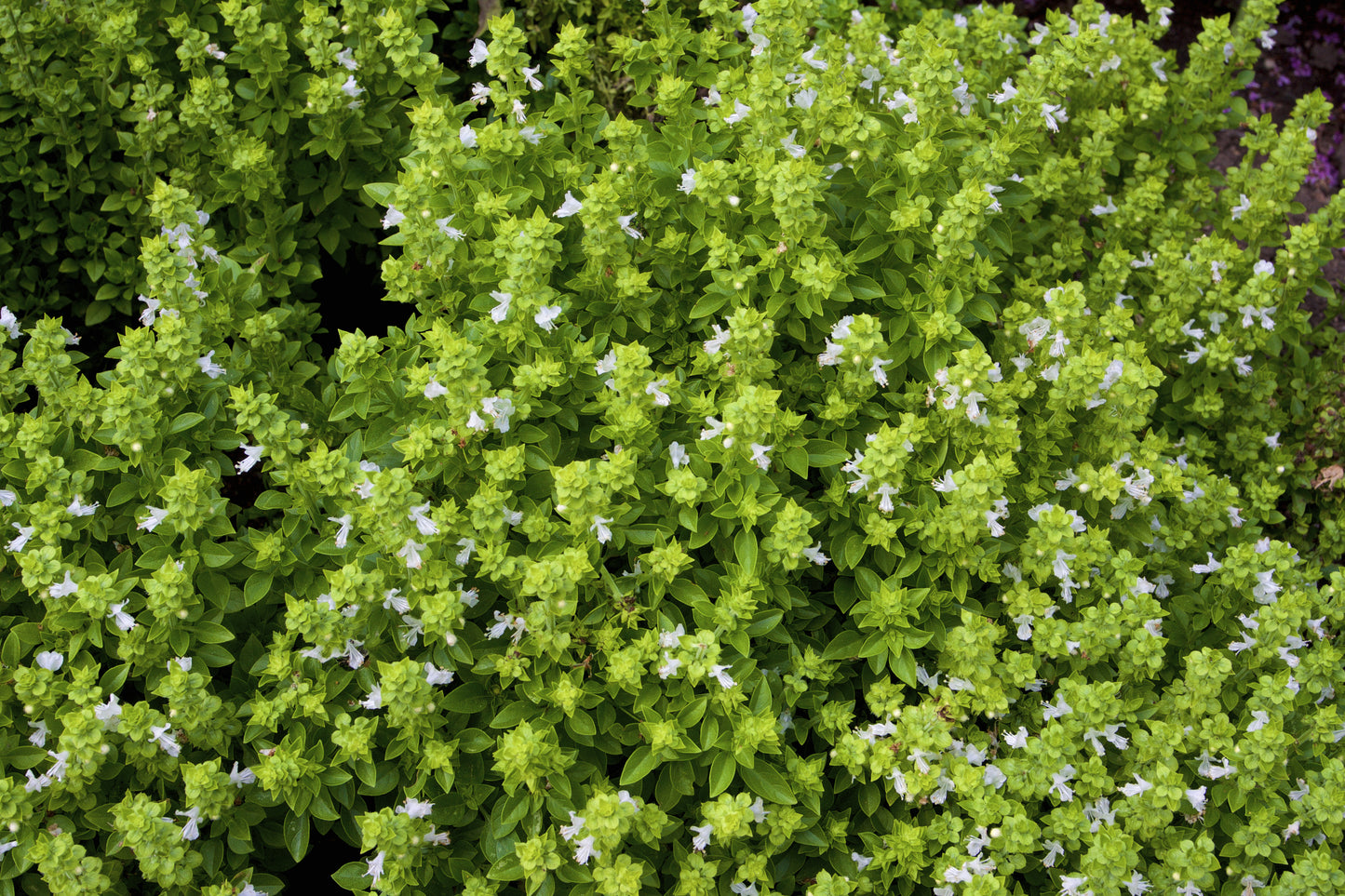 Marjoram sweet