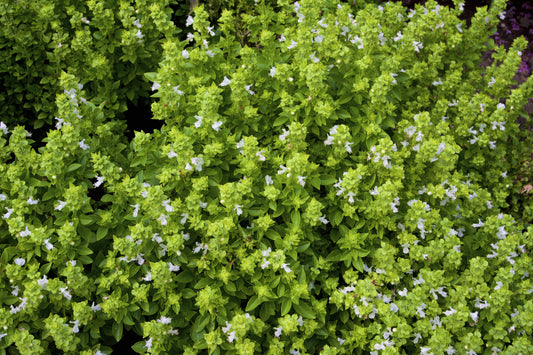 Marjoram sweet