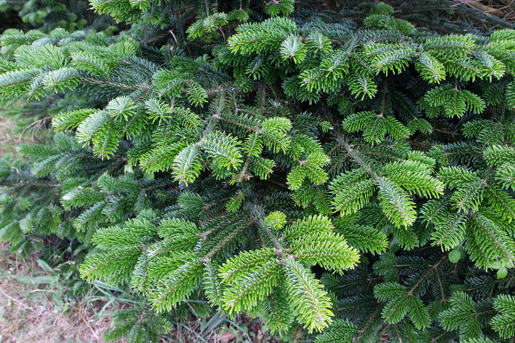 Fir, Fraiser Hydrolat