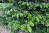 Fir, Fraiser Hydrolat