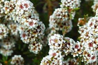 Fragonia Hydrolat