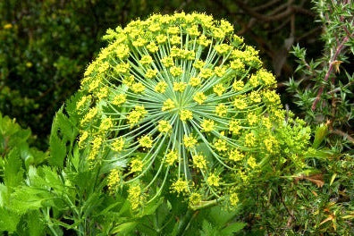Galbanum