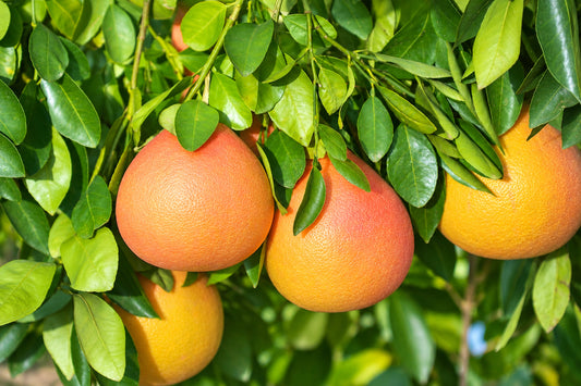 Grapefruit, pink