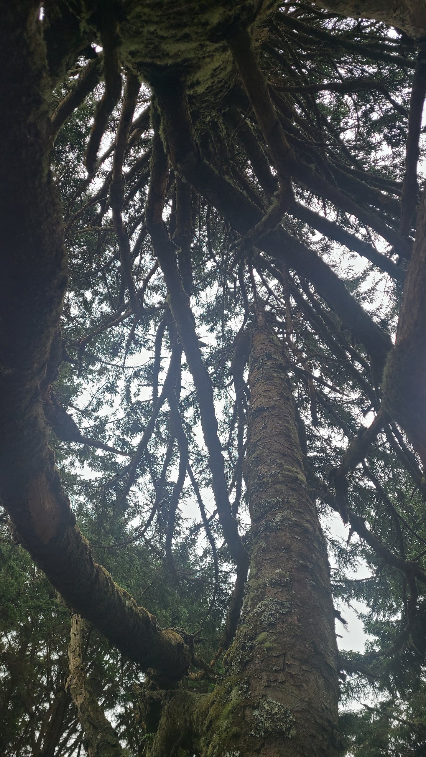 Spruce, Sitka
