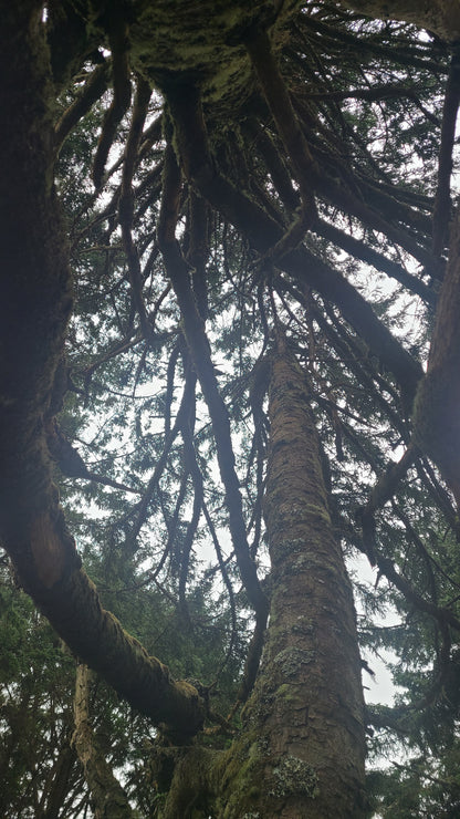 Spruce, Sitka