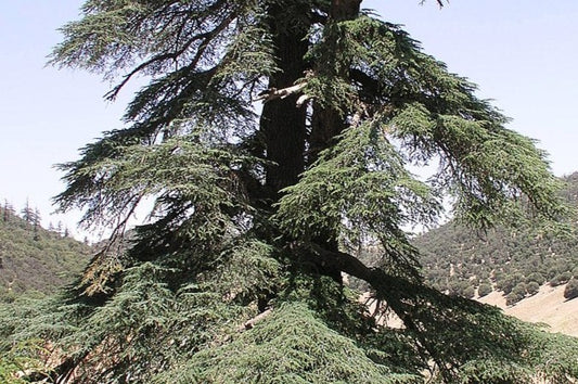 Cedarwood, atlas