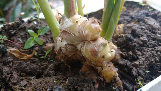 Ginger