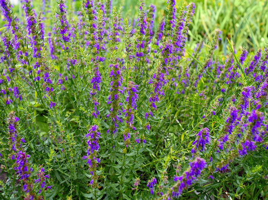 Hyssop