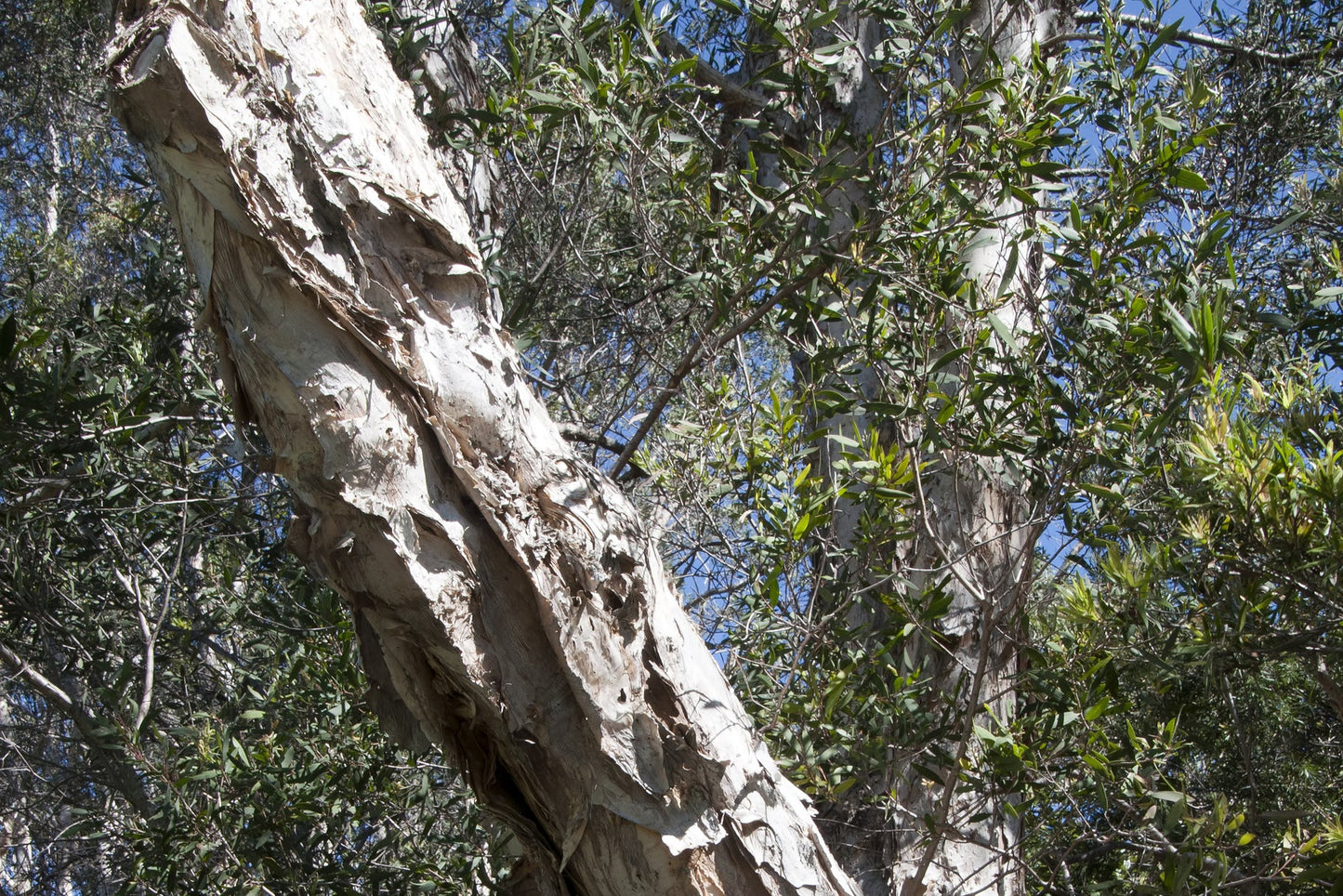 Niaouli "MQV"