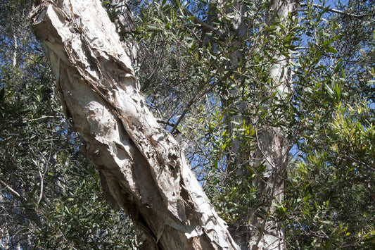 Niaouli "MQV"