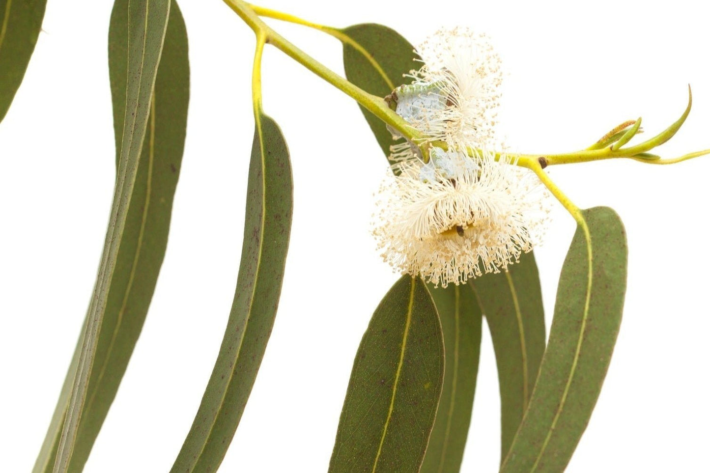 Eucalyptus, Blue Gum