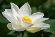 Lotus, White