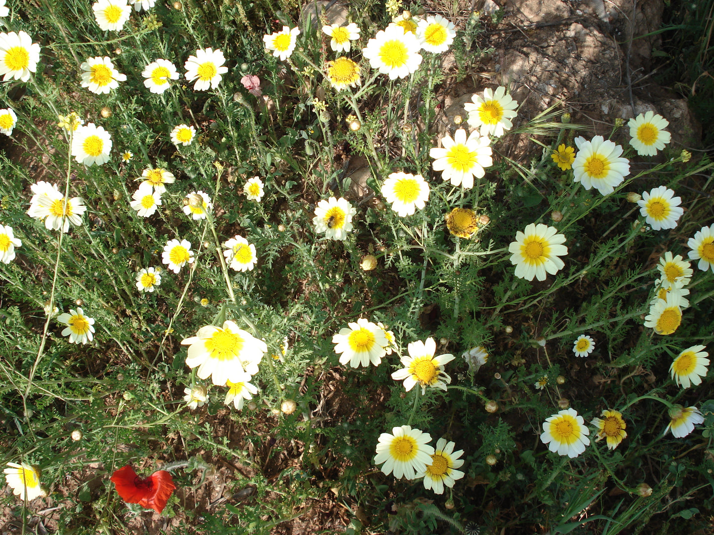 Chamomile, Wild