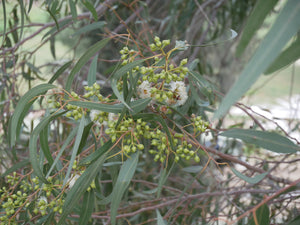 Eucalyptus, Blue Mallee