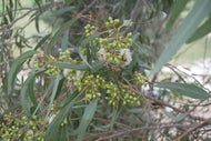 Eucalyptus, Blue Mallee