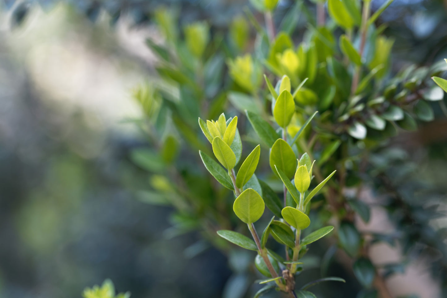 Myrtle, cineole