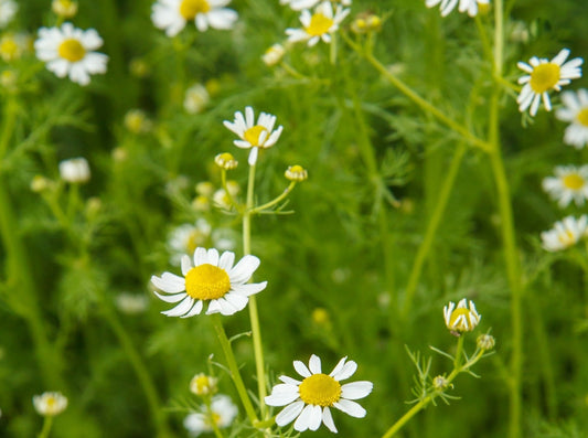Chamomile, Blue