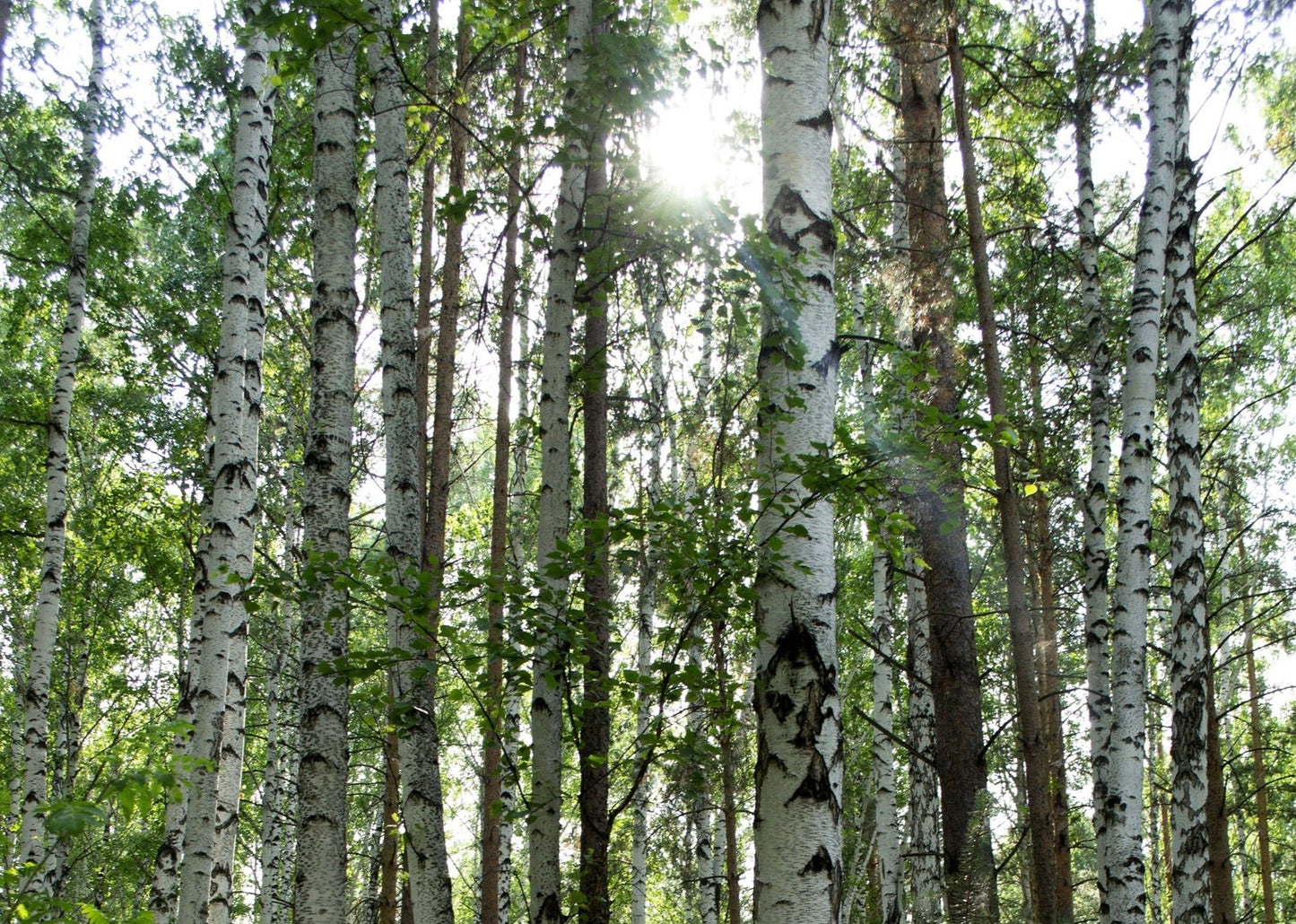 Birch, Sweet