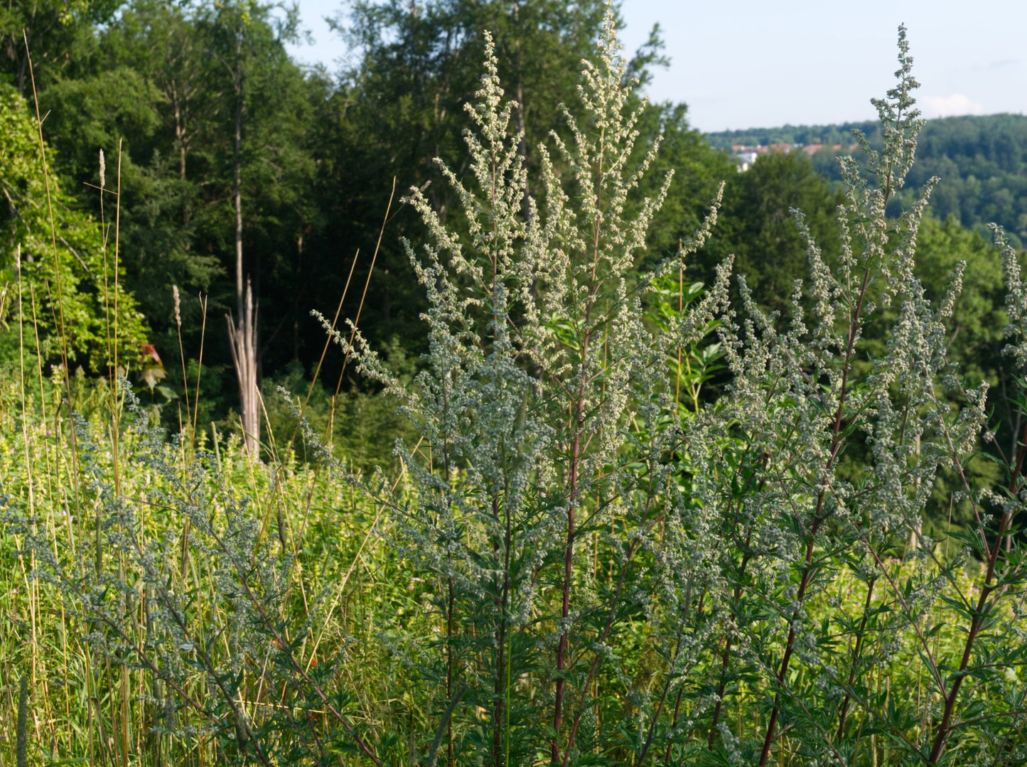 Mugwort