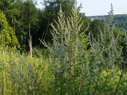 Mugwort